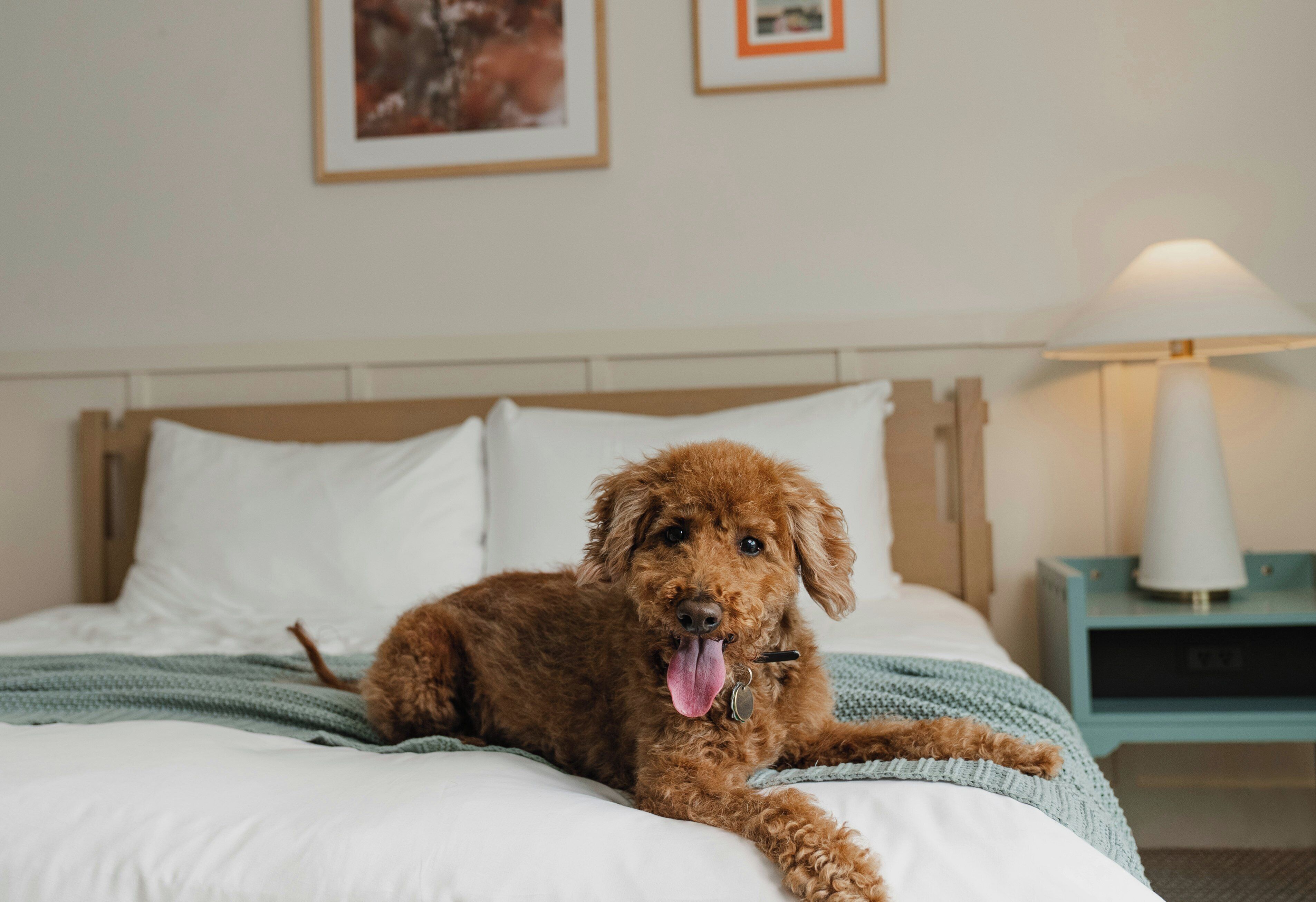 A dog lying on a bed with white bedding and a green blanket, a white pillow, and a nightstand with a lamp.