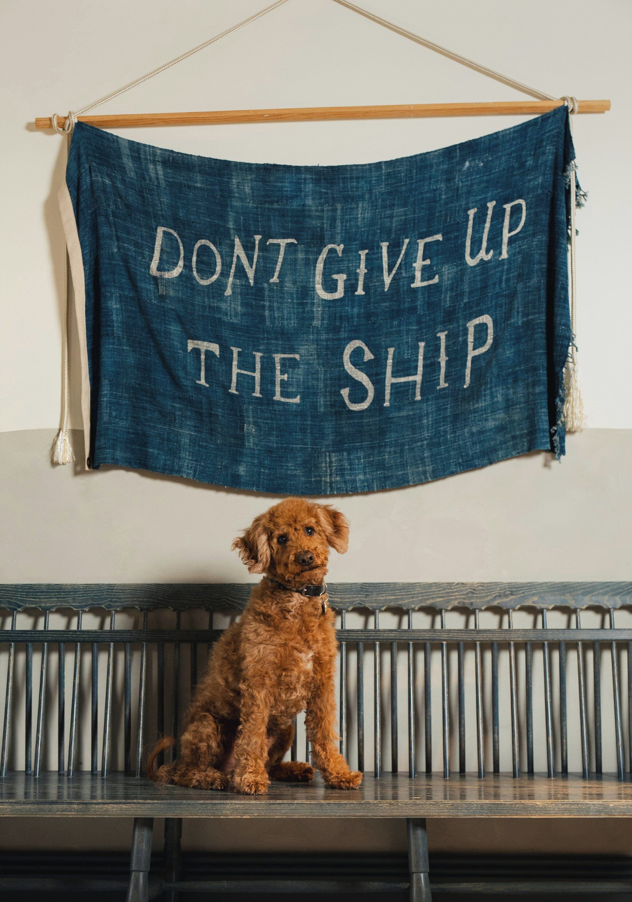 Un chien est assis sur un banc, et une banderole en jean est suspendue au-dessus de lui, sur laquelle on peut lire : « N’ABANDONNEZ PAS LE NAVIRE ».
