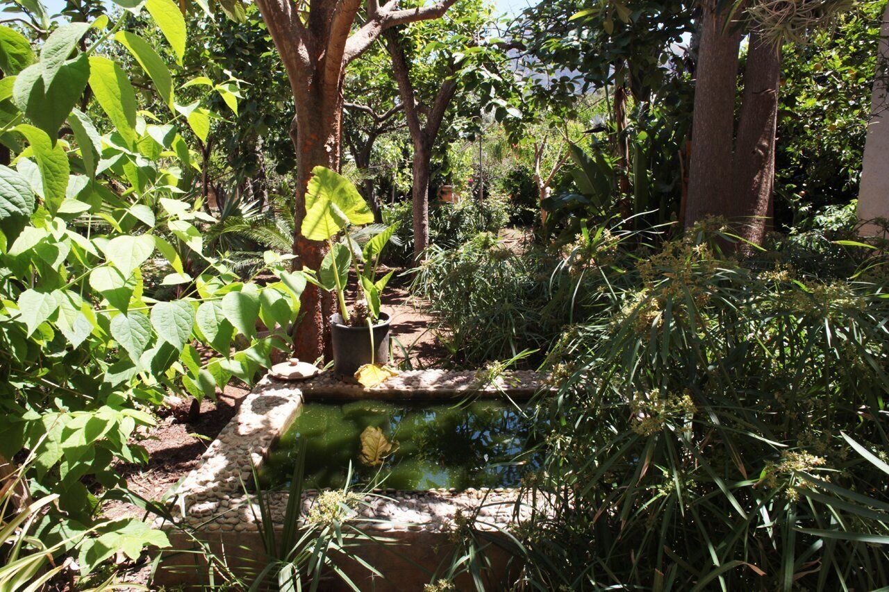 A garden with a small pond, various plants, and trees.
