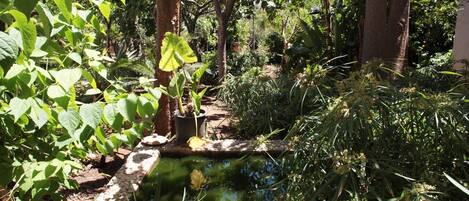 A garden with a small pond, various plants, and trees.