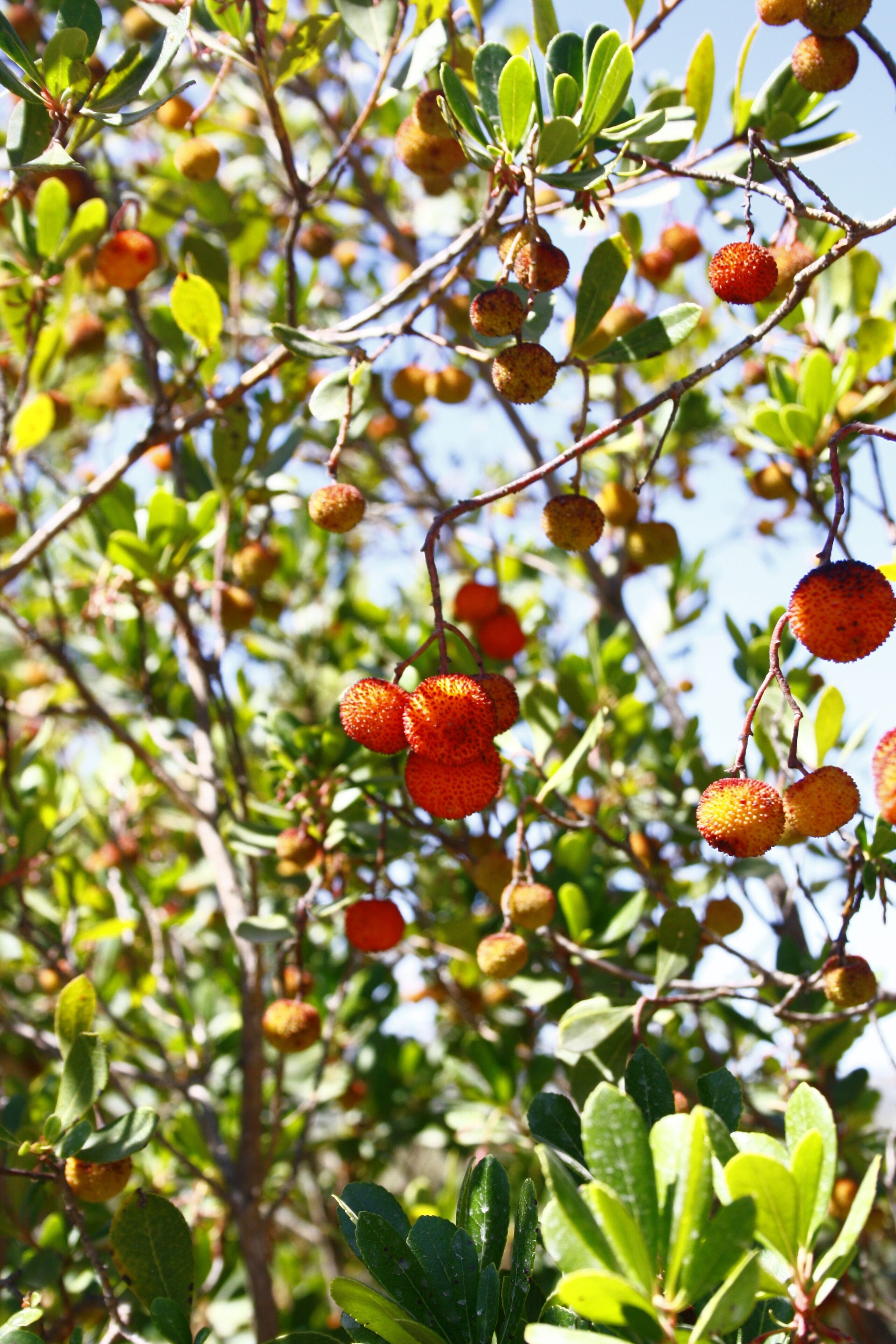Photo - Quinta do Mocho Turismo Rural