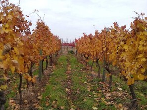 A vineyard with rows of grapevines. - Terranea Casa Rural (Maipu)
