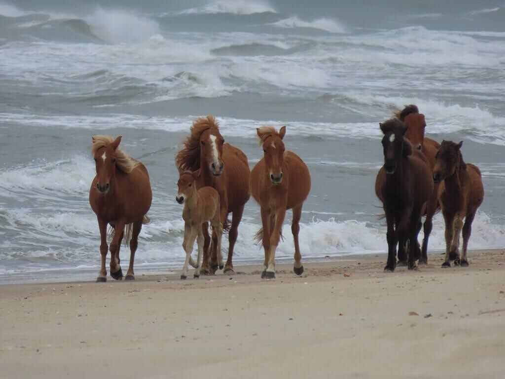 Eine Herde Pferde am Strand, im Hintergrund das Meer.