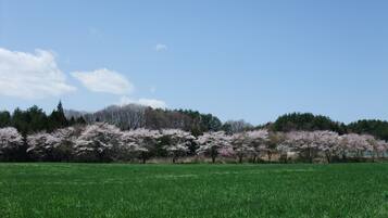Un champ parsemé de cerisiers en pleine floraison, sous un ciel bleu dégagé.