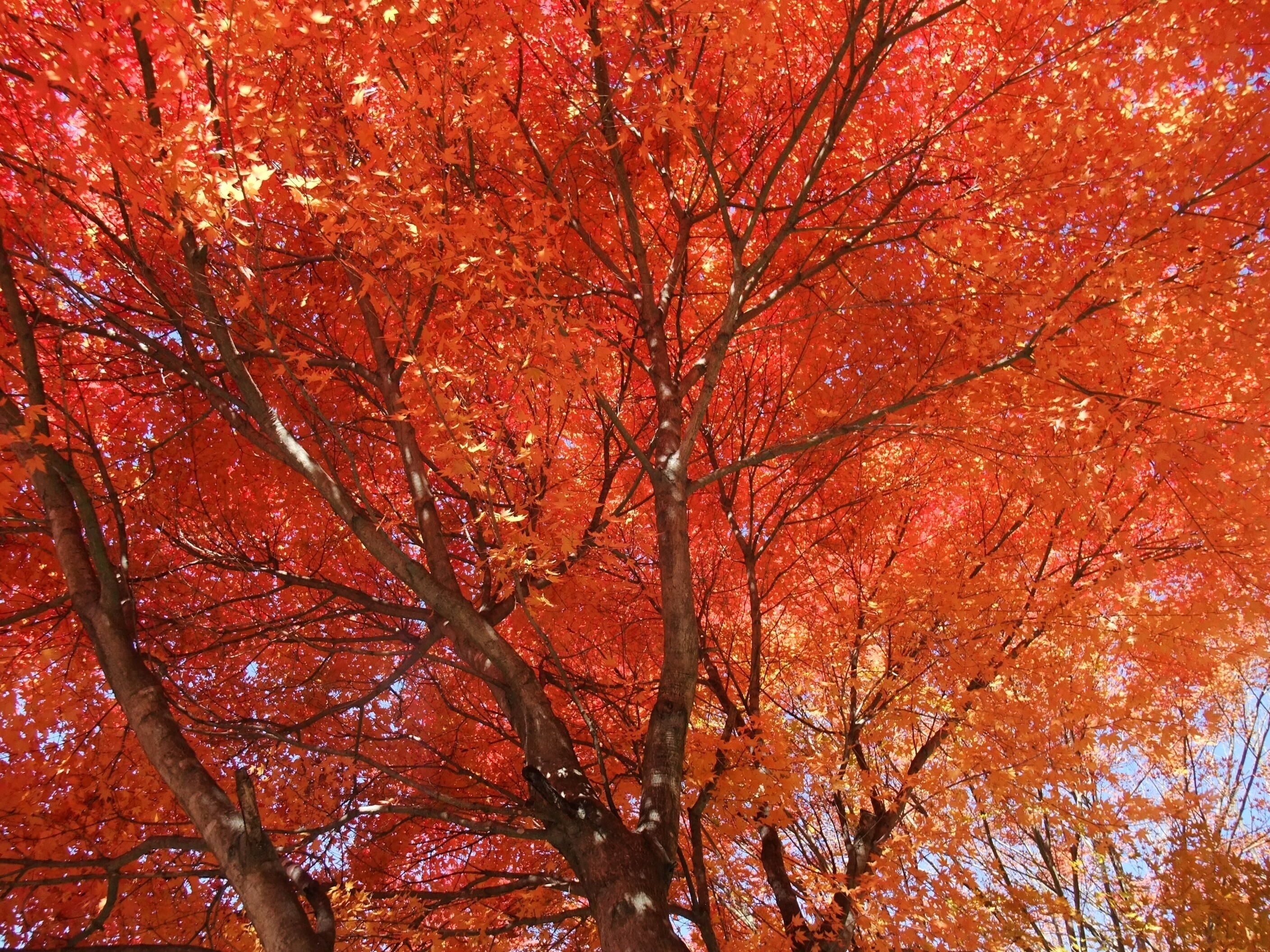 Un árbol con hojas rojas.