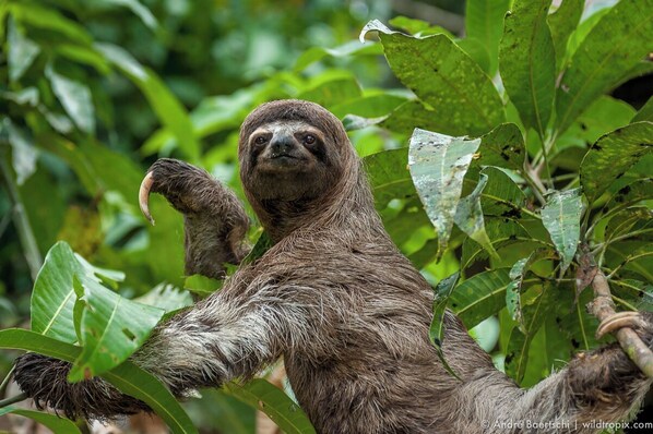 A sloth hanging from a tree branch surrounded by green foliage. - Casa Amazonas (Tambopata)