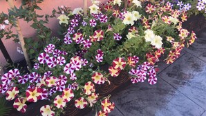 Ein Blumenbeet mit üppig blühenden Petunien.