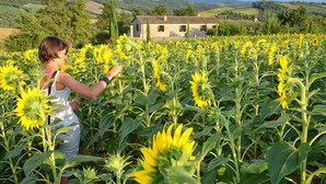 Une femme se tient dans un champ de tournesols, avec une maison de campagne en arrière-plan.