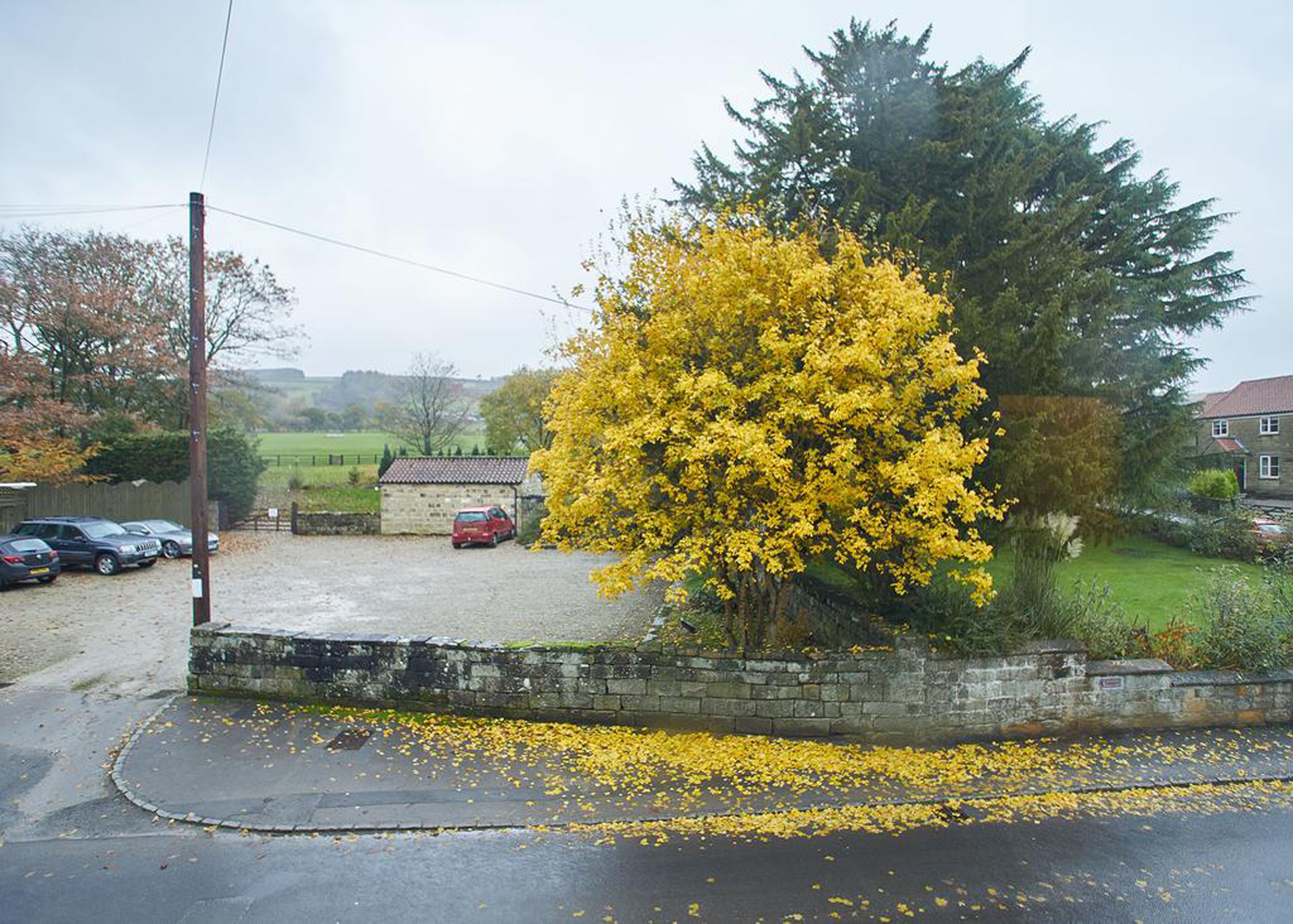 A rural setting with a large yellow tree, a stone wall, and parked cars.