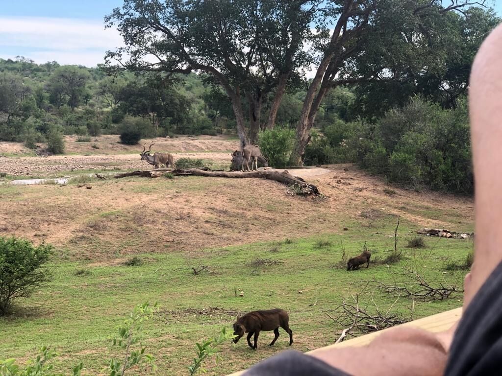 Een natuurlandschap met een gazon, een omgevallen boom en enkele dieren.