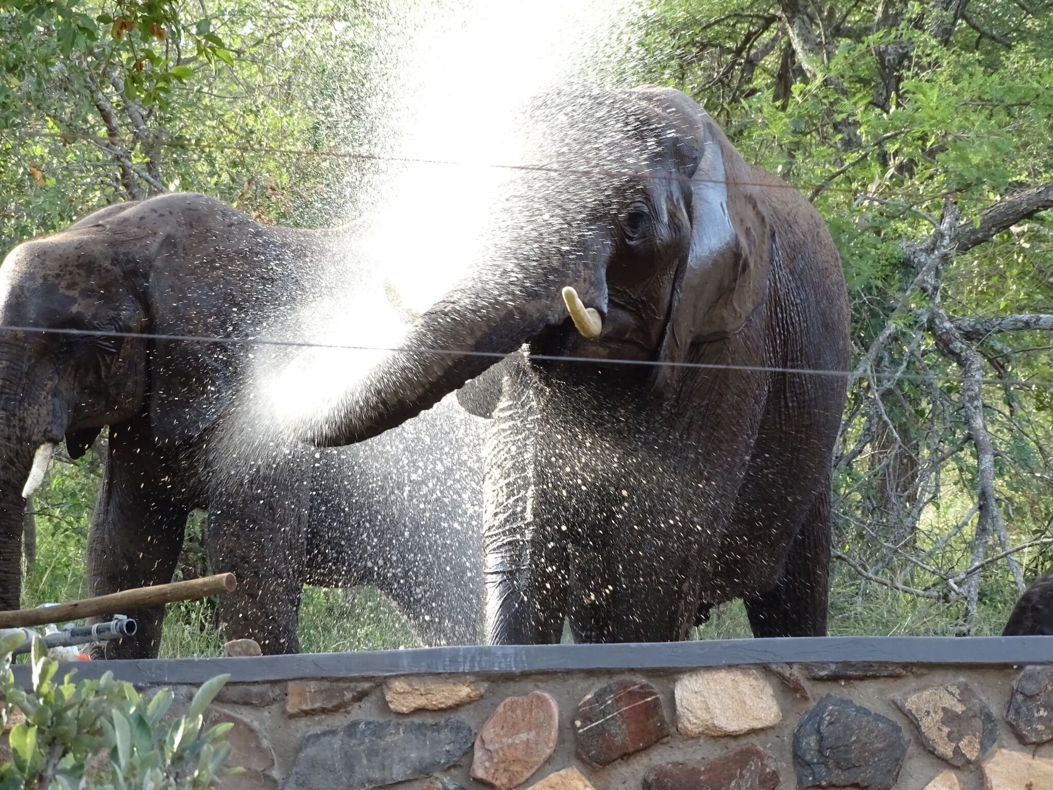Een olifant spuit water uit zijn slurf.