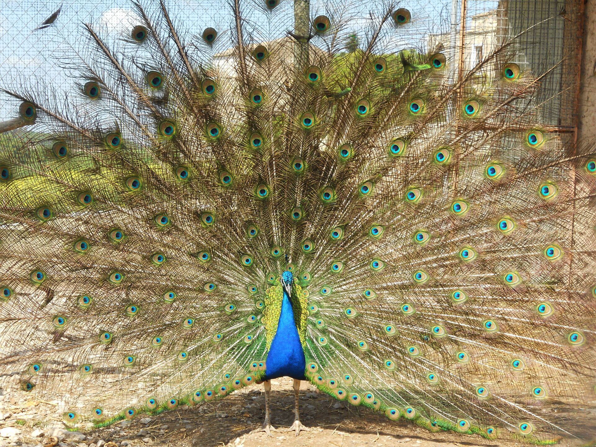 Un pavo real despliega su plumaje con vibrantes colores azul y verde.