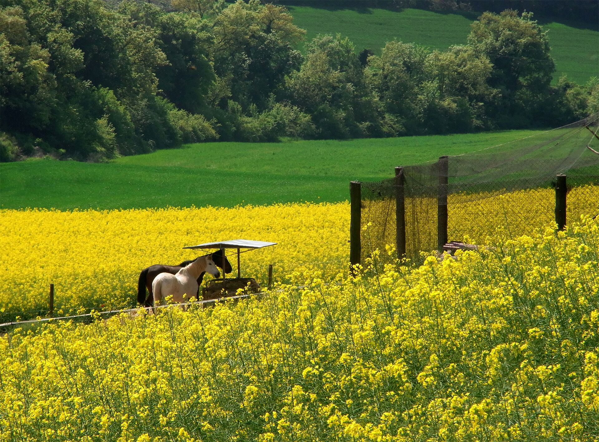 Un campo de flores amarillas con un caballo y un dispositivo alimentado por energía solar.