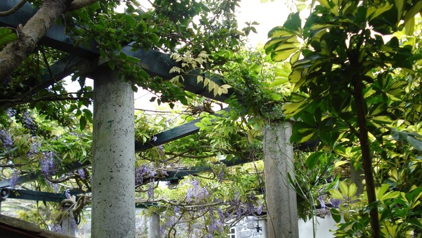 A covered outdoor area with concrete pillars, a metal roof, and lush greenery including purple flowers. - Quinta das Buganvílias (Horta)