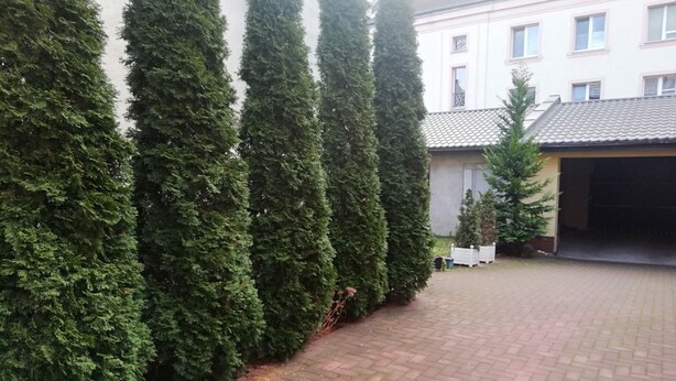 A paved courtyard with tall, narrow trees and a building with a tiled roof in the background.