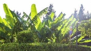 A garden with banana plants, a hedge, and potted purple flowers.