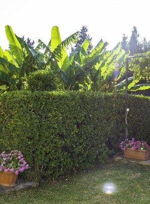 Garden - Miltiadis Apartments (Corfu)