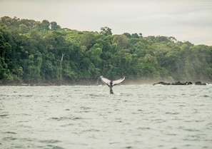 A whale tail above water with a forested coastline in the background.