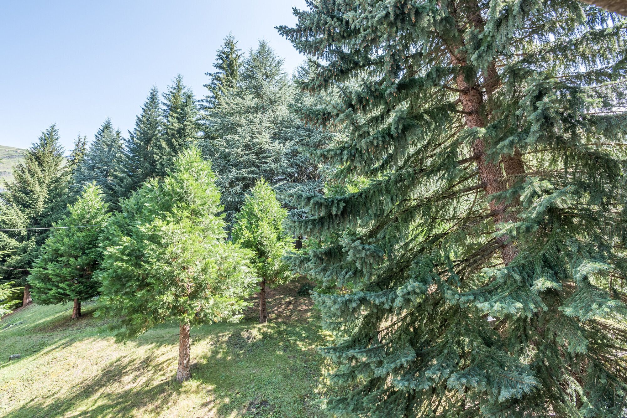 Un bosque de árboles de hoja perenne con follaje denso.