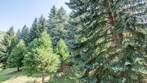 Un bosque de árboles de hoja perenne con follaje denso.
