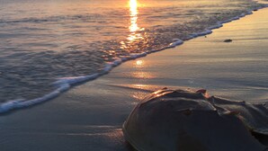 Une scène de plage avec un coucher de soleil, des vagues et un coquillage.