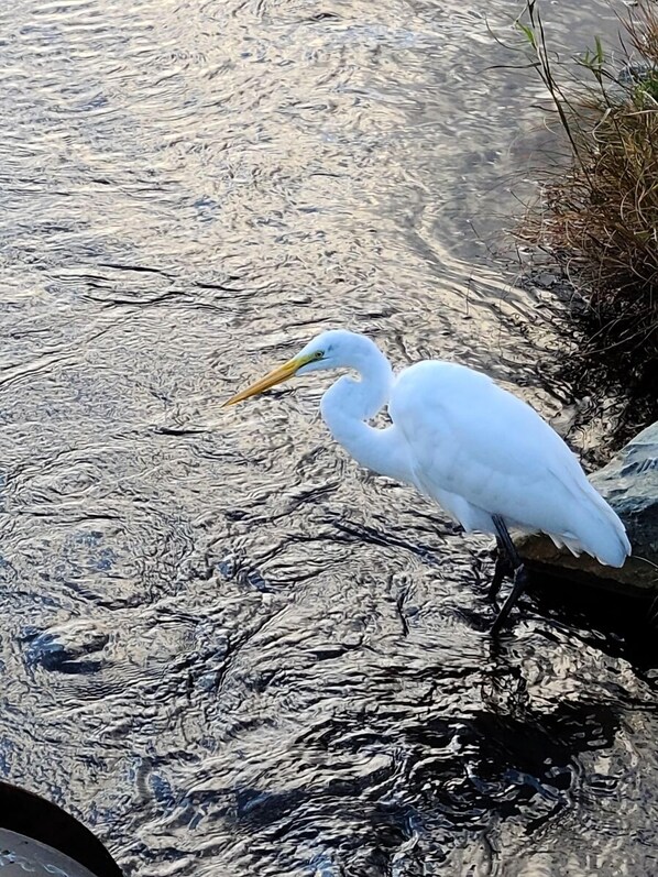 A white bird standing in water.