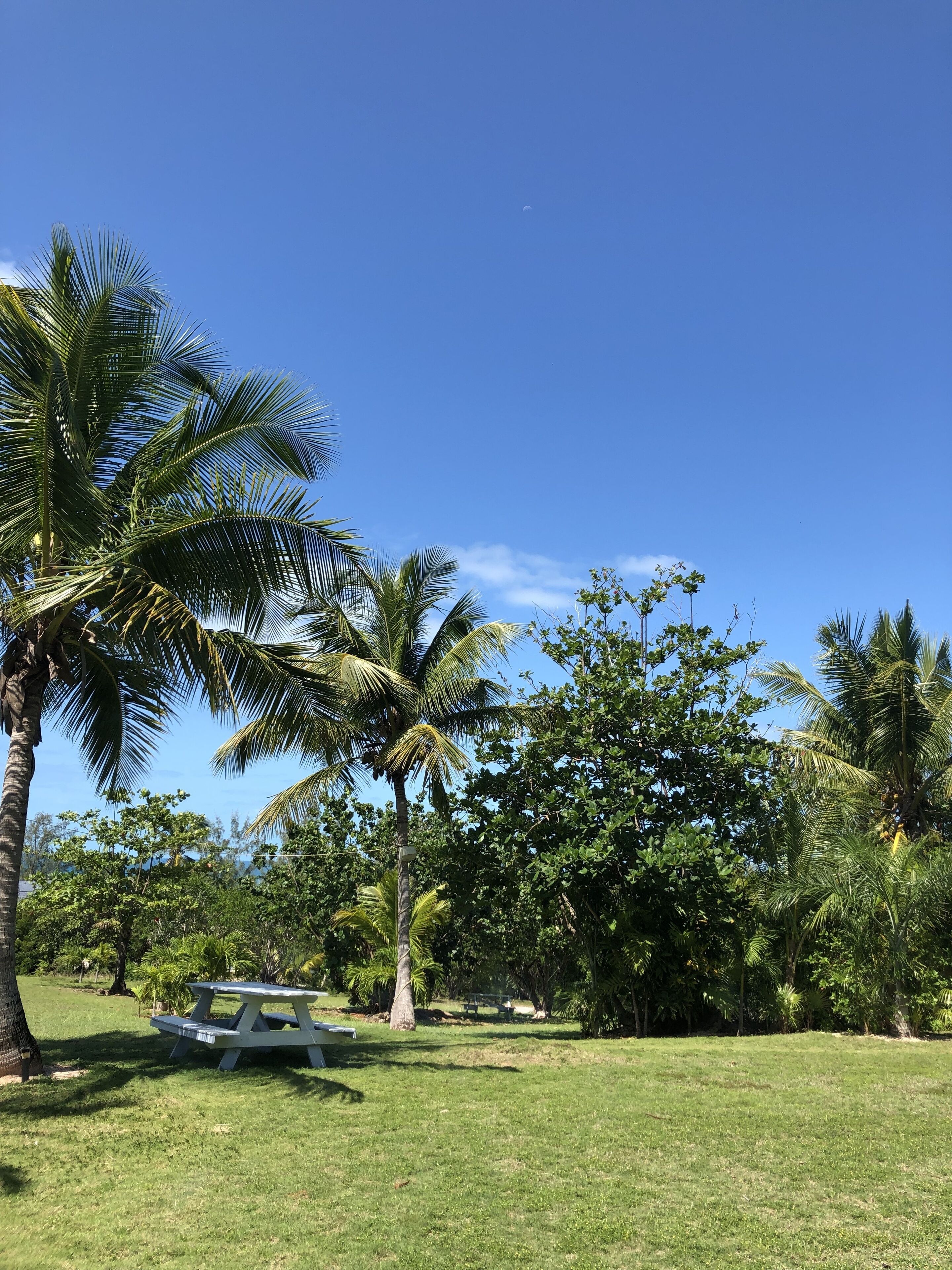 A grassy area with a picnic table and palm trees.