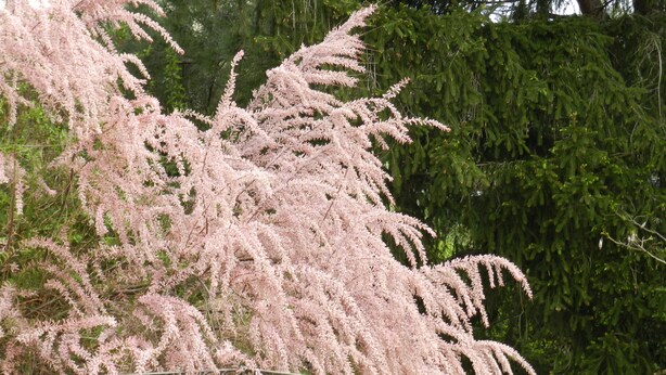 A garden with pink flowering trees and a metal fence. - Mamota B&B (Vesime)