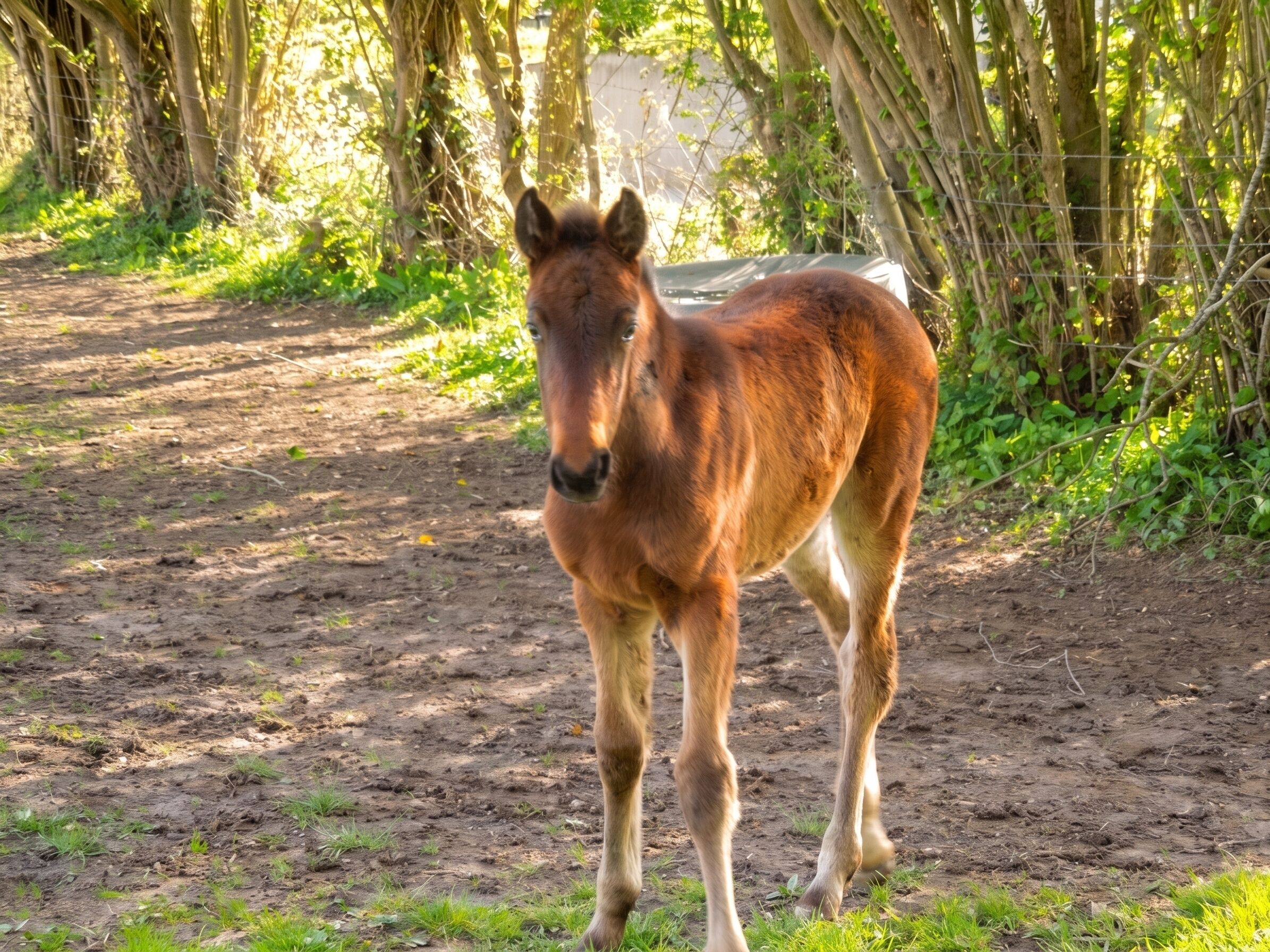 A young horse standing on a dirt path surrounded by greenery and a wire fence.