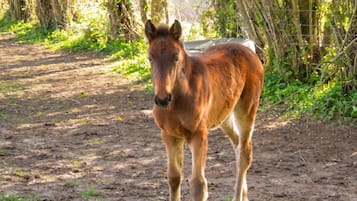 A young horse standing on a dirt path surrounded by greenery and a wire fence.
