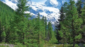 Eine bewaldete Bergregion mit schneebedeckten Gipfeln im Hintergrund.