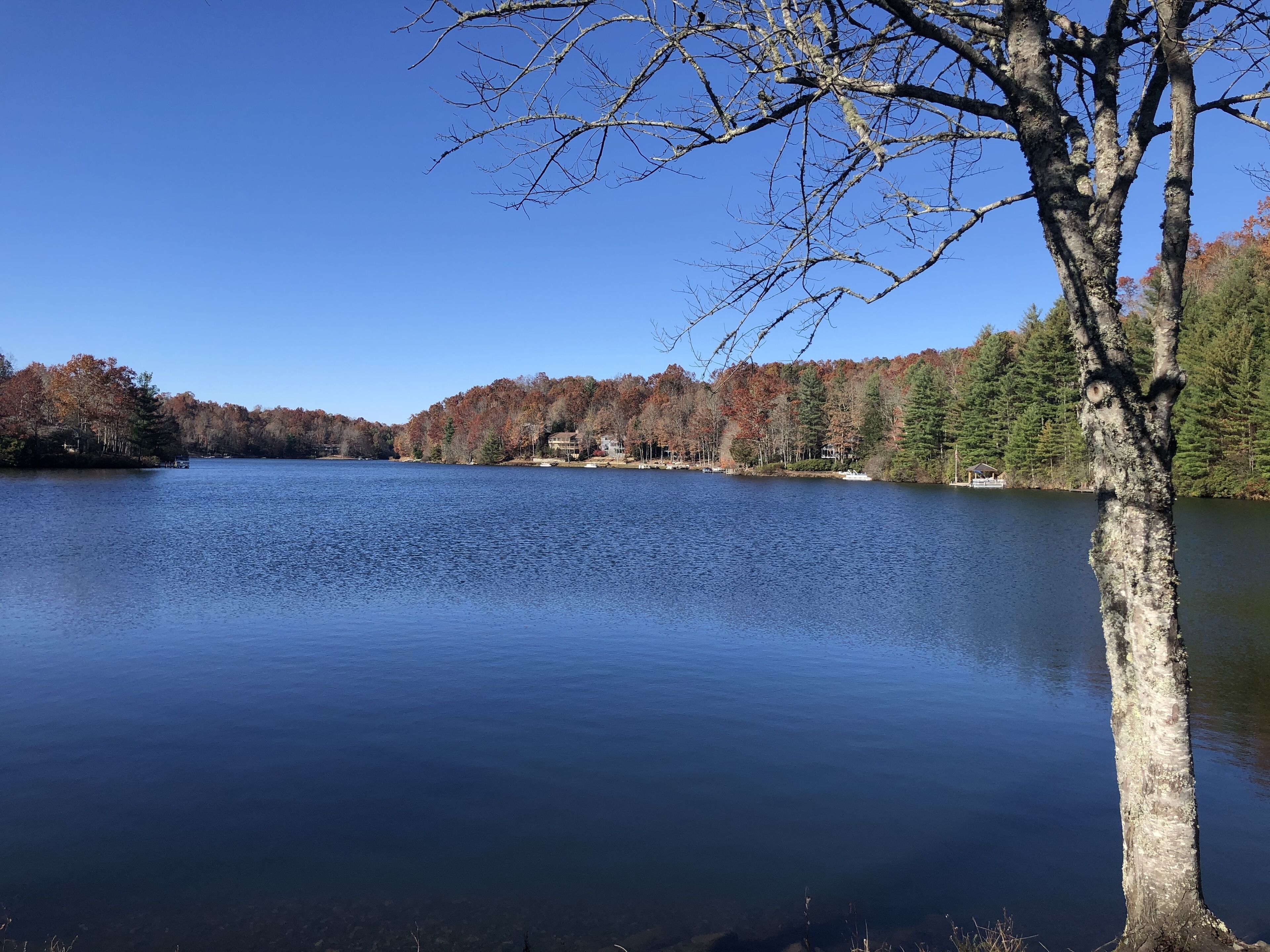 Un lac paisible, avec un arbre au premier plan et une rive boisée en arrière-plan.