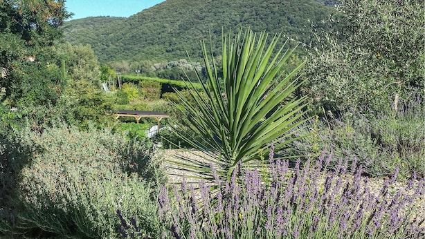 Un jardin où l’on trouve une grande variété de plantes, notamment de la lavande, et où une plante ressemblant à un palmier se distingue au premier plan.