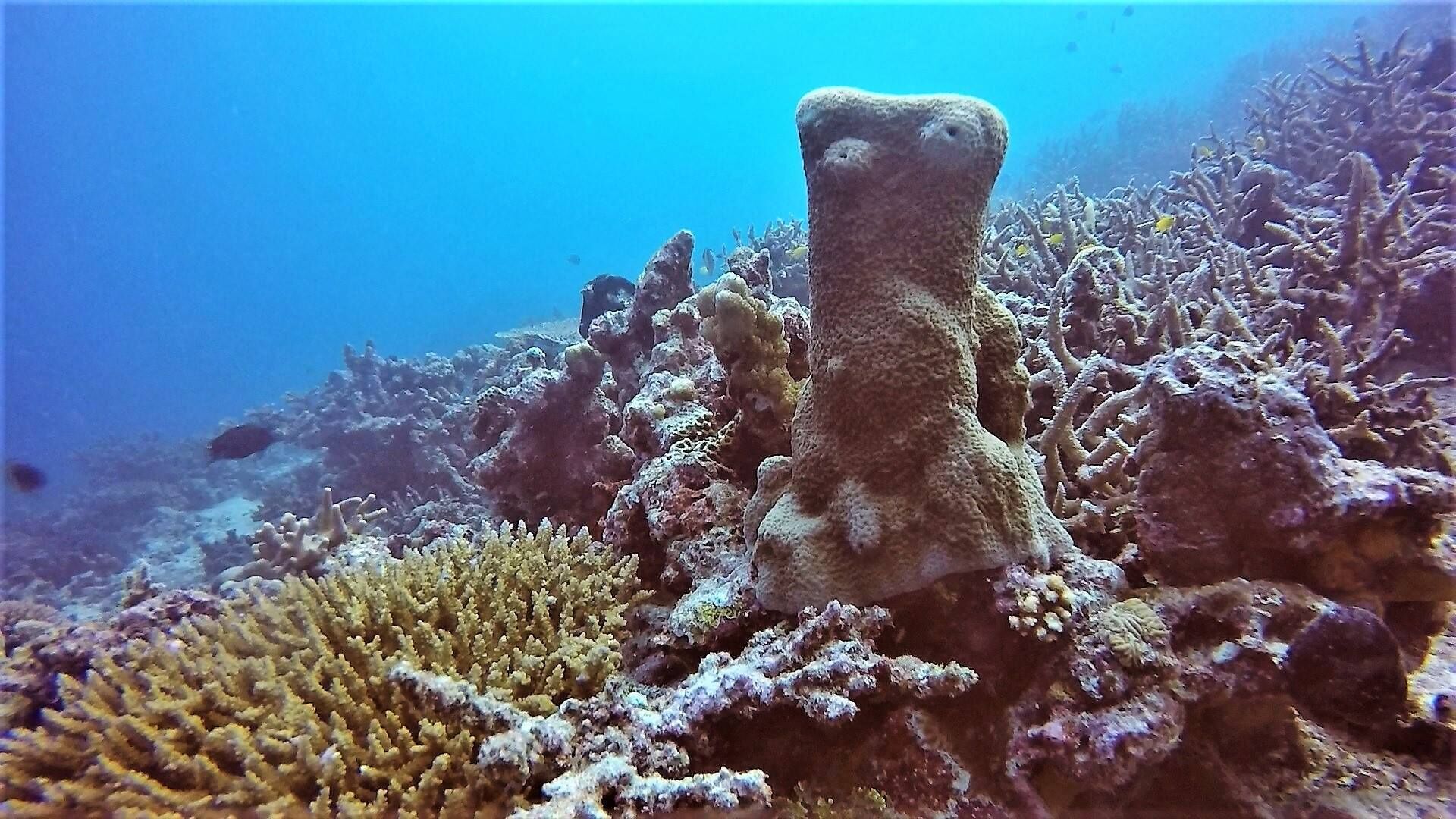 Private beach, white sand, snorkeling, kayaking