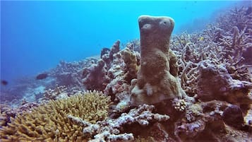 Private beach, white sand, snorkeling, kayaking