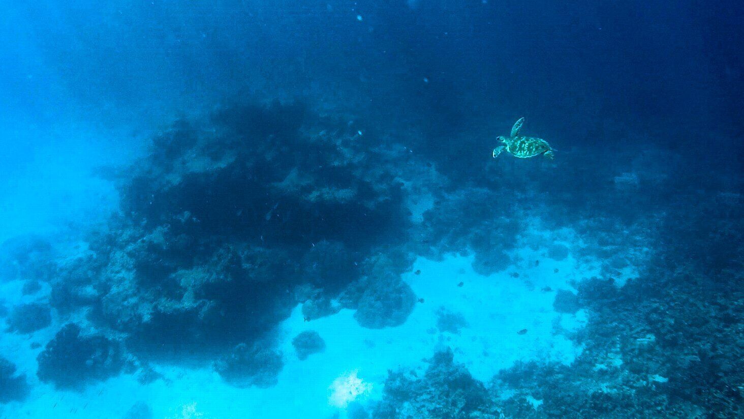 Une scène sous-marine avec une tortue qui nage.