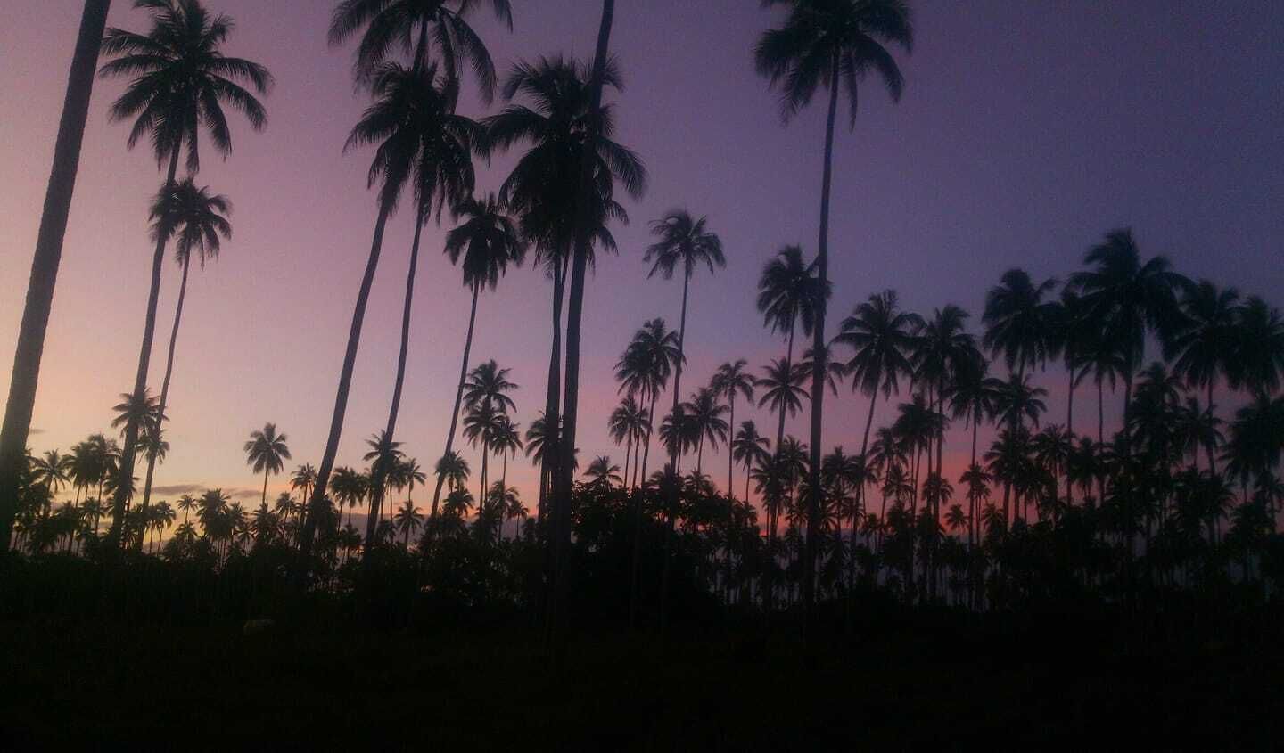 A silhouette of palm trees against a dusky sky.