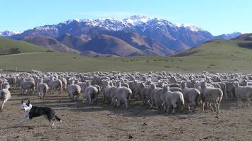 Game viewing