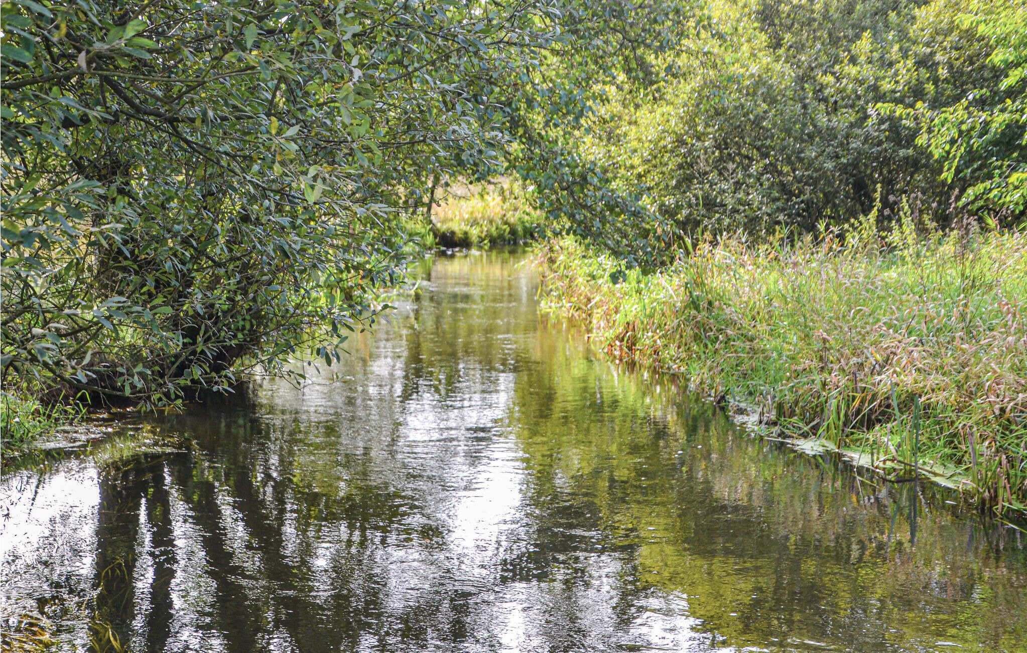 A narrow waterway flanked by dense foliage and overhanging branches.