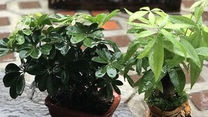 Chambre supérieure avec lits jumeaux, Plusieurs lits, vue sur le jardin | Vue sur le jardin