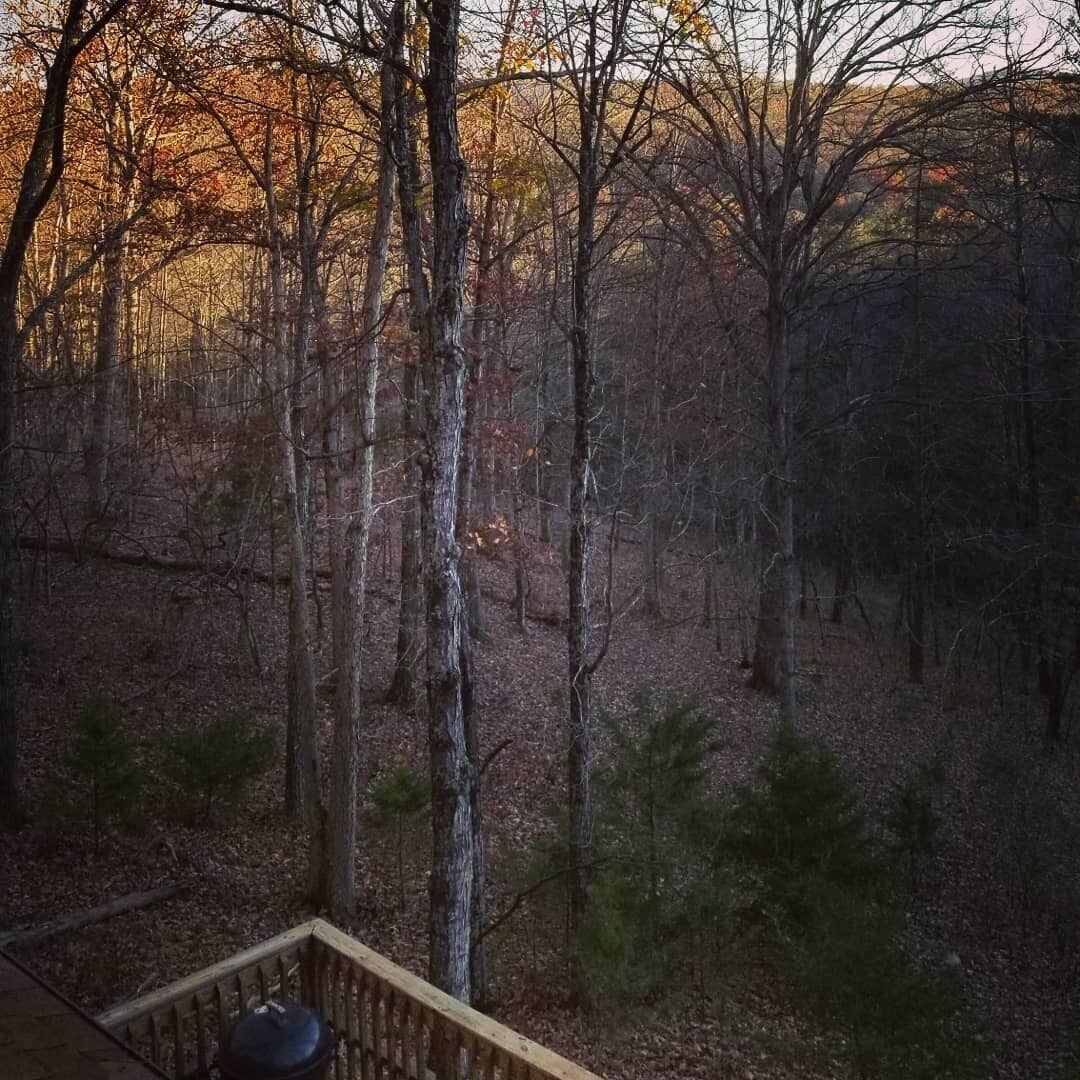 A forested area with a wooden deck and a view of the trees.