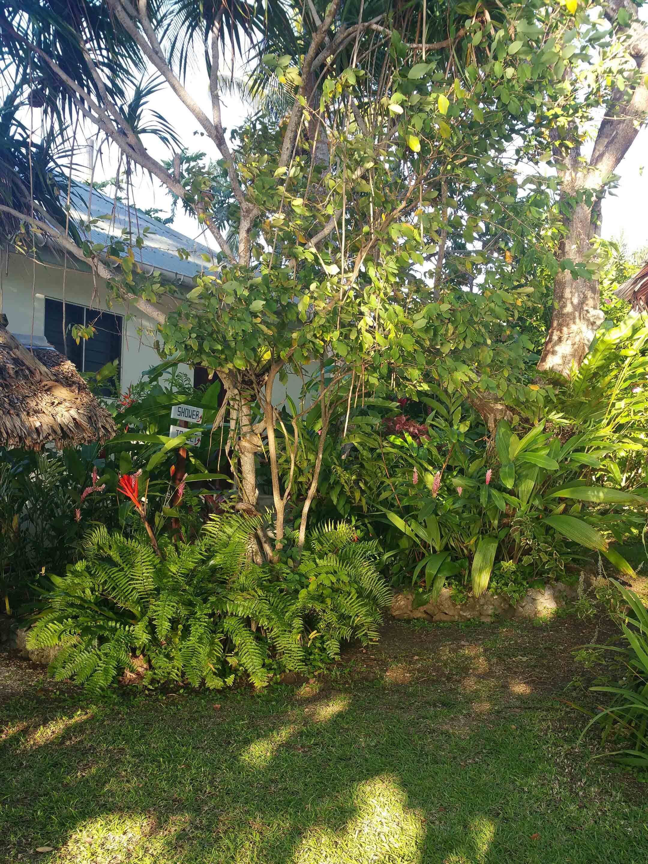 Um jardim exuberante com diversas plantas e uma construção com telhado de palha.