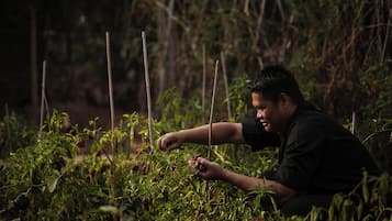 A person tending to plants in a garden.