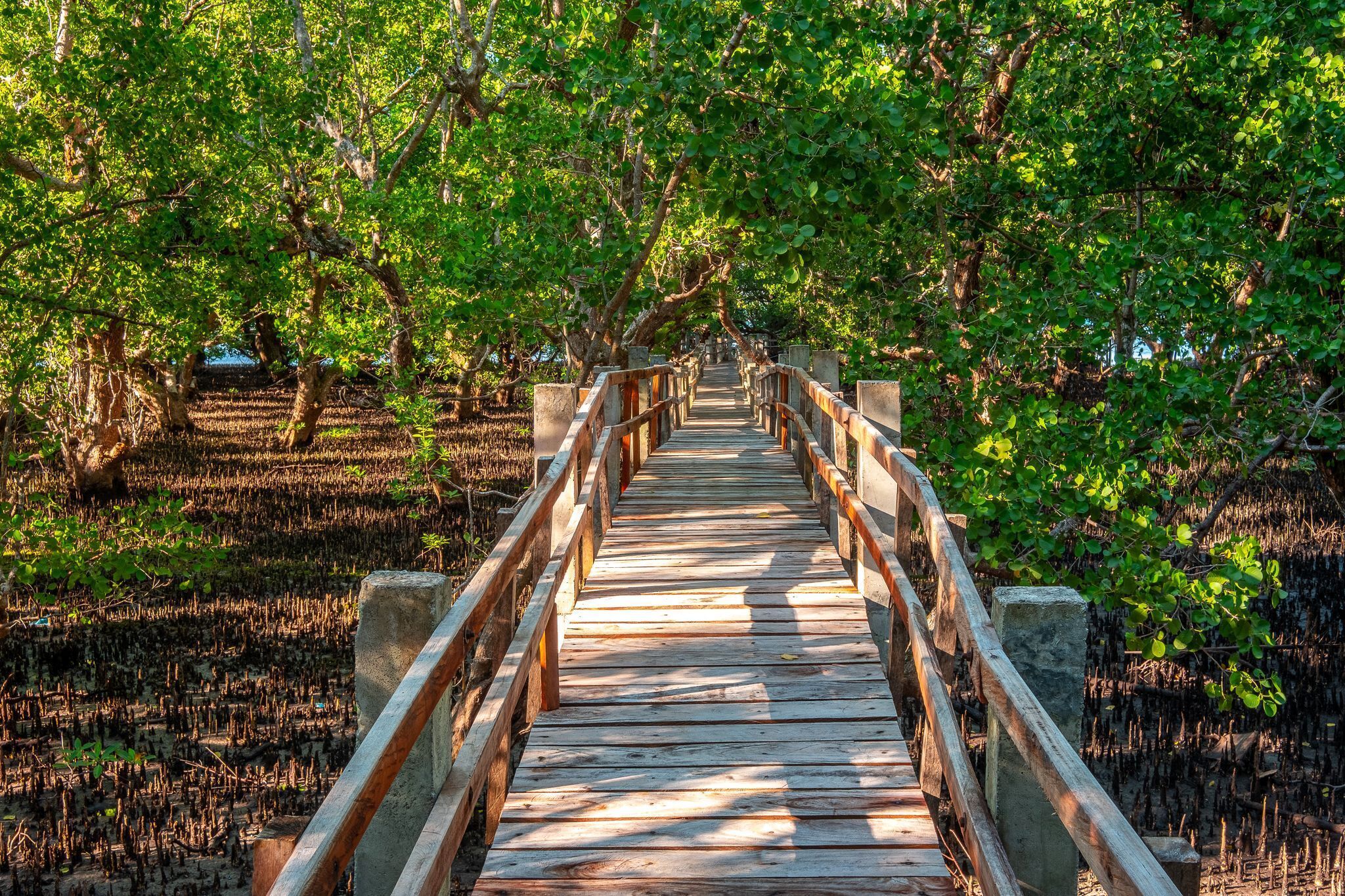 Un puente de madera con barandillas, rodeado de abundante vegetación y árboles.
