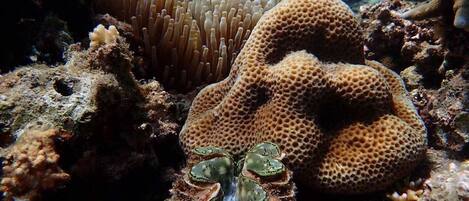 A coral reef with anemones and a sea urchin.