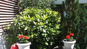 Deux barils en bois utilisés comme jardinières, contenant des plantes en pot et des fleurs.
