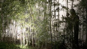 Bosque de bambú con árboles altos y delgados, y un muro al fondo.