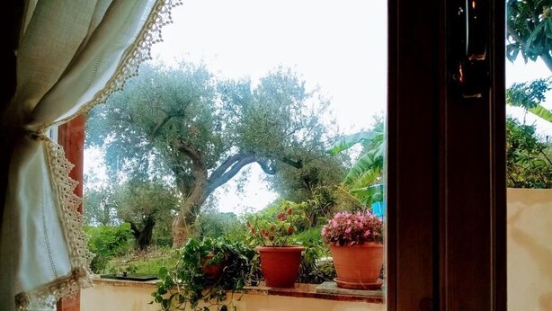 Ein Fenster mit Spitzenvorhängen, Blick auf einen Garten mit Topfpflanzen und eine hölzerne Bank.