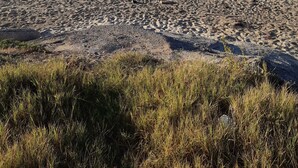Ein Strand mit sandigem Ufer und einer grasbewachsenen Vordergrundfläche.
