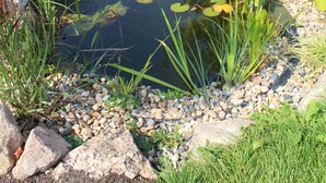 A garden with a pond, surrounded by rocks and plants. - Ferienhof Gräfe - Apartment "Spring meadow" with terrace, pool & sauna (Meißen)